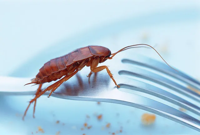 蟑螂在家里最喜歡的活動區域是哪里？