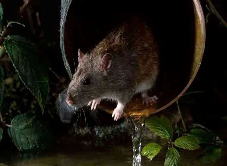 老鼠也有“報復心”？小伙殺滅一只老鼠后，被其他老鼠圍攻