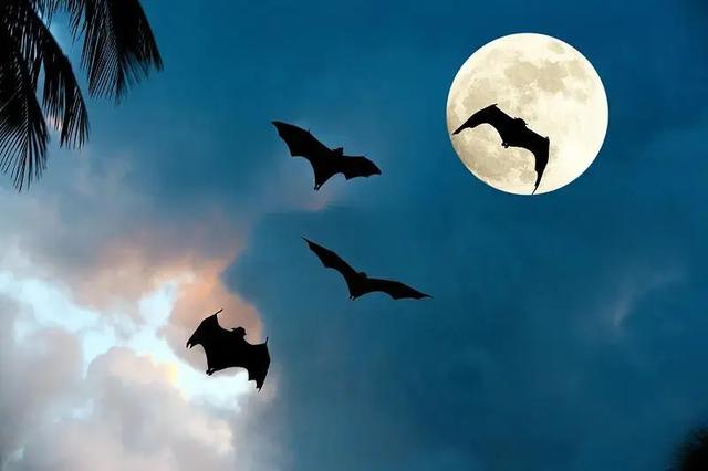 驚！家里飛進數十只蝙蝠，該怎么辦？